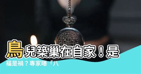 鳥在家築巢風水